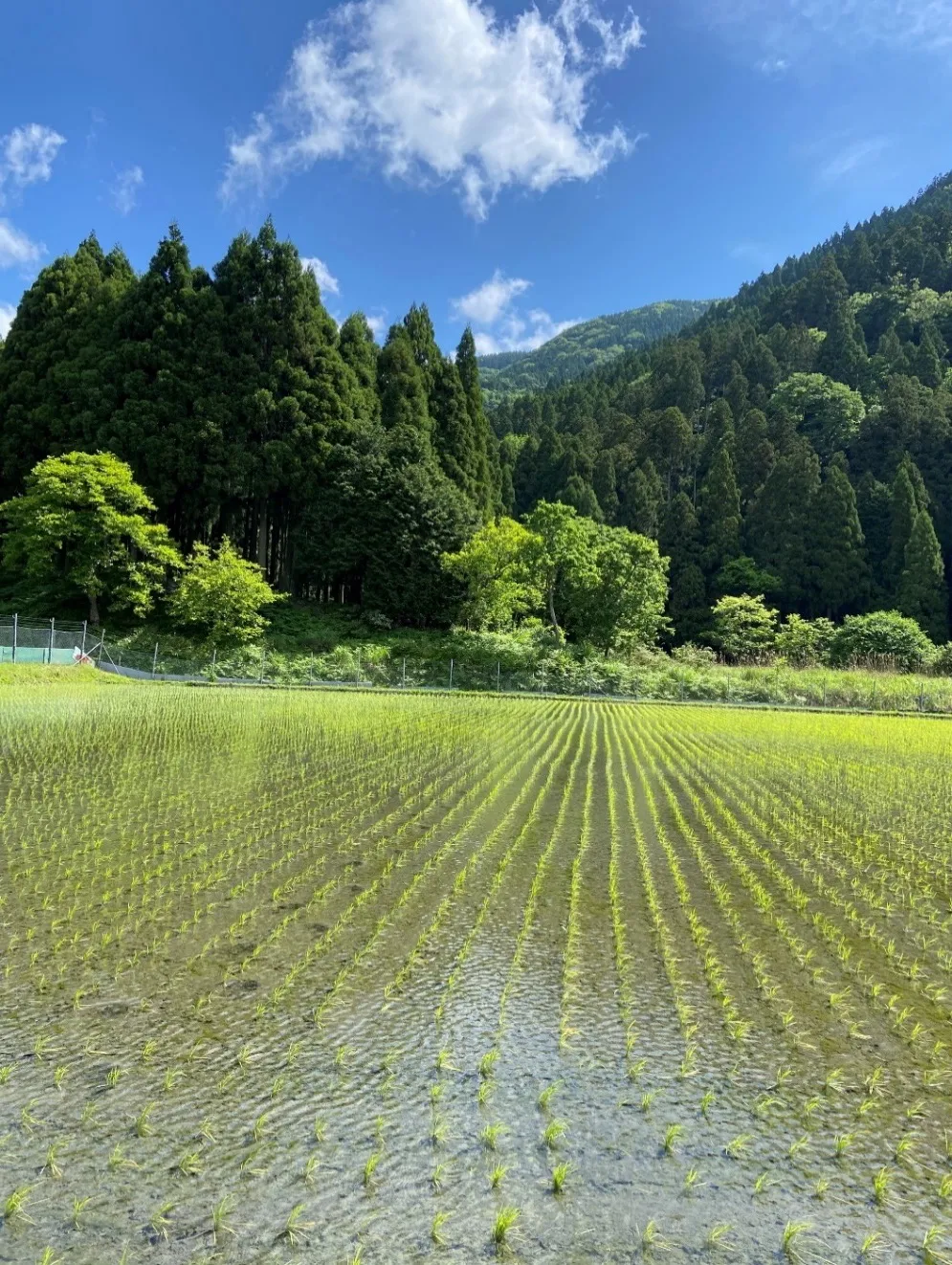 田植え直後の水田と山並み