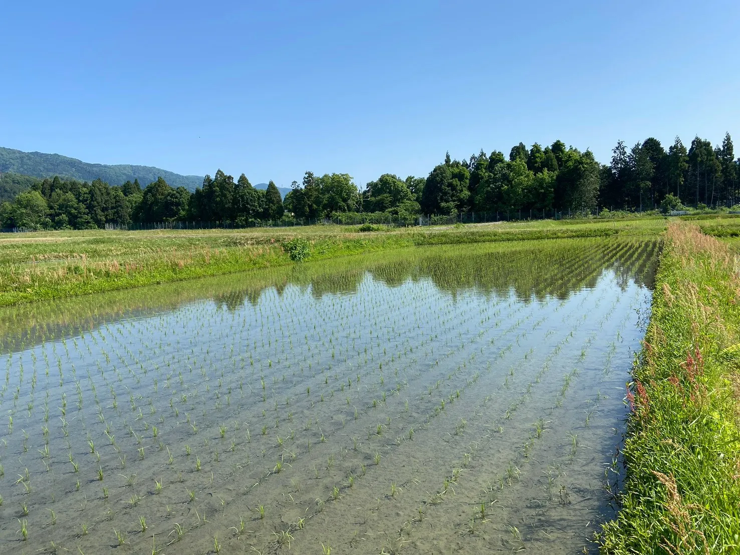 田植えを終えた水田が空と木立を映す、朝の水鏡