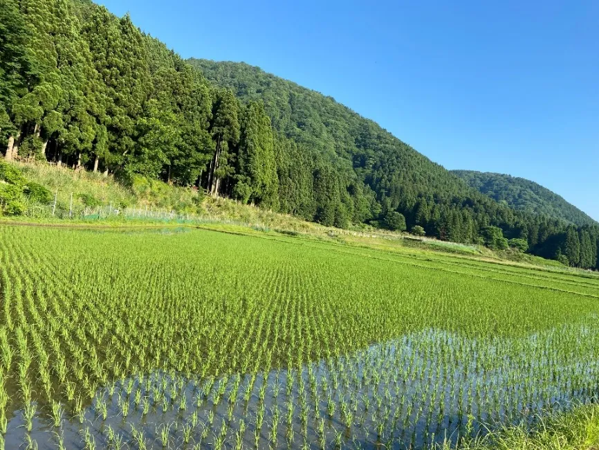 里山を背にした青田
