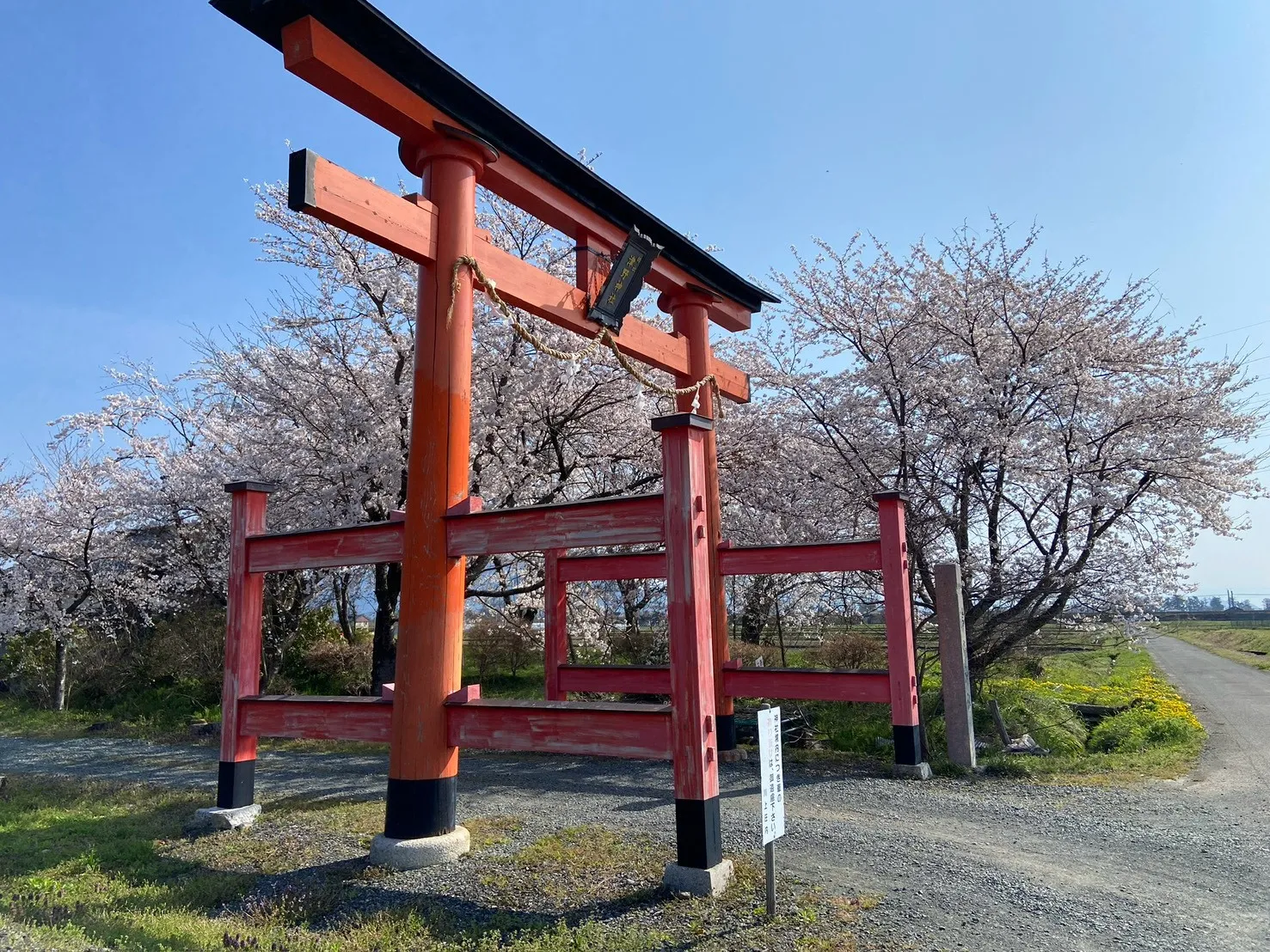 桜と朱の両部鳥居