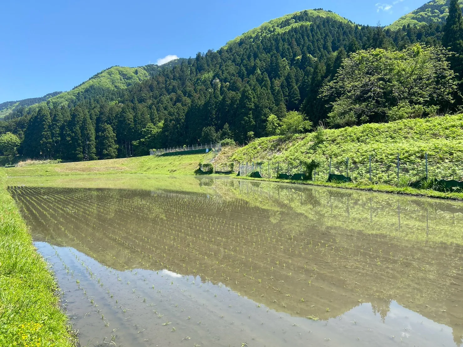 山あいに水をたたえる水田と新緑
